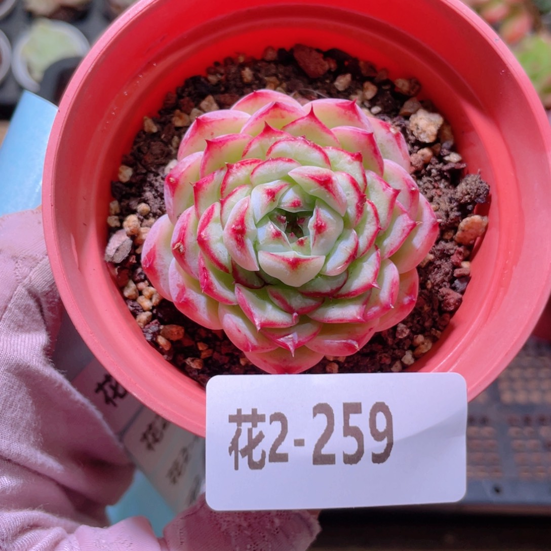 花利美2-259薄荷冰沙