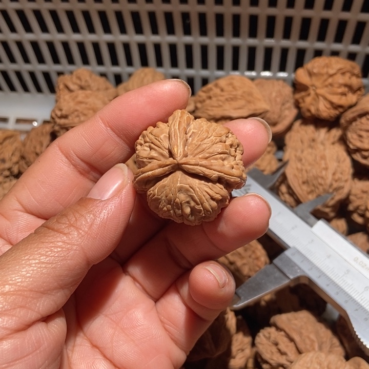 b***2核桃白狮子三棱34有黄
