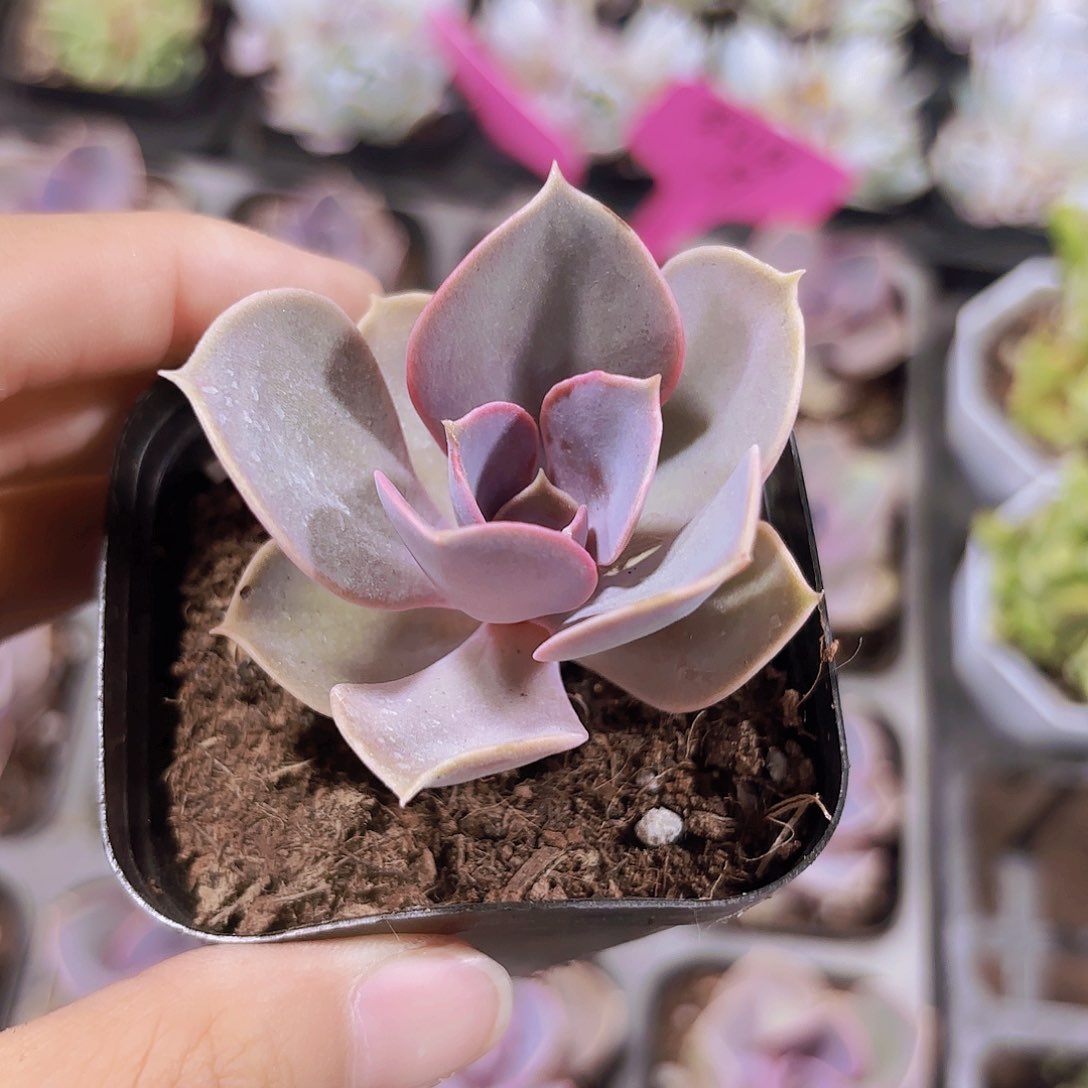 精品紫珍珠多肉植物