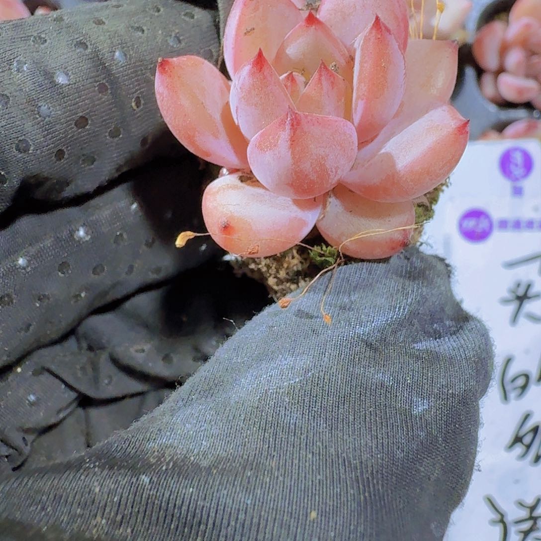 精品比翼鸟两颗一组