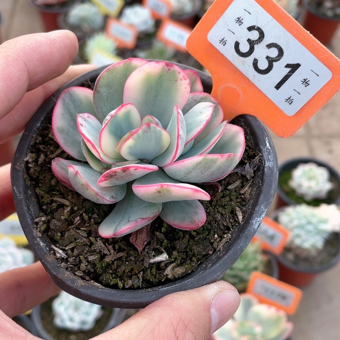 【闪购商品】用****9331号