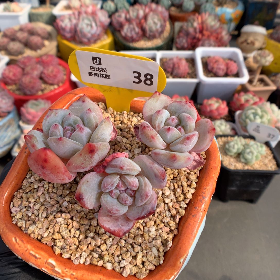 38 三头老桩石榴籽星影多肉