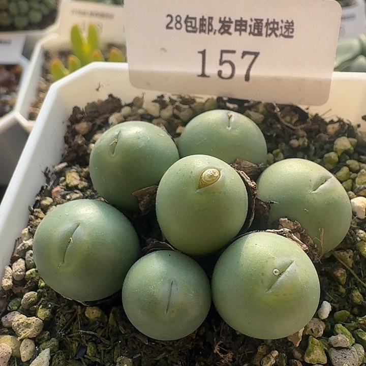 157 捧花嘟嘟嘴小拳拳。  