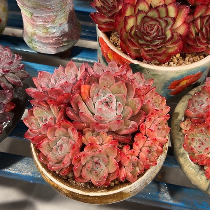 阿尔巴佳人一物一拍