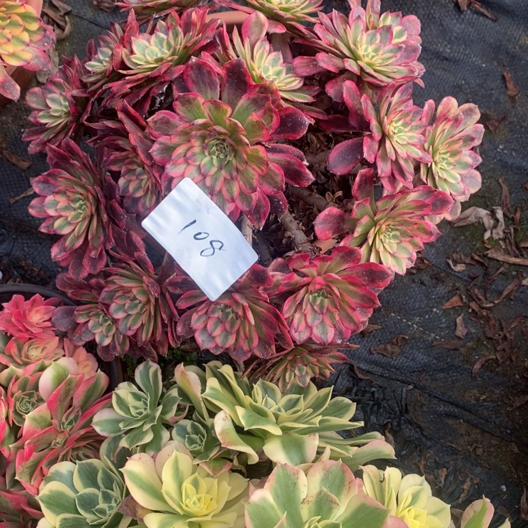 月蝉多肉1颗多肉108号