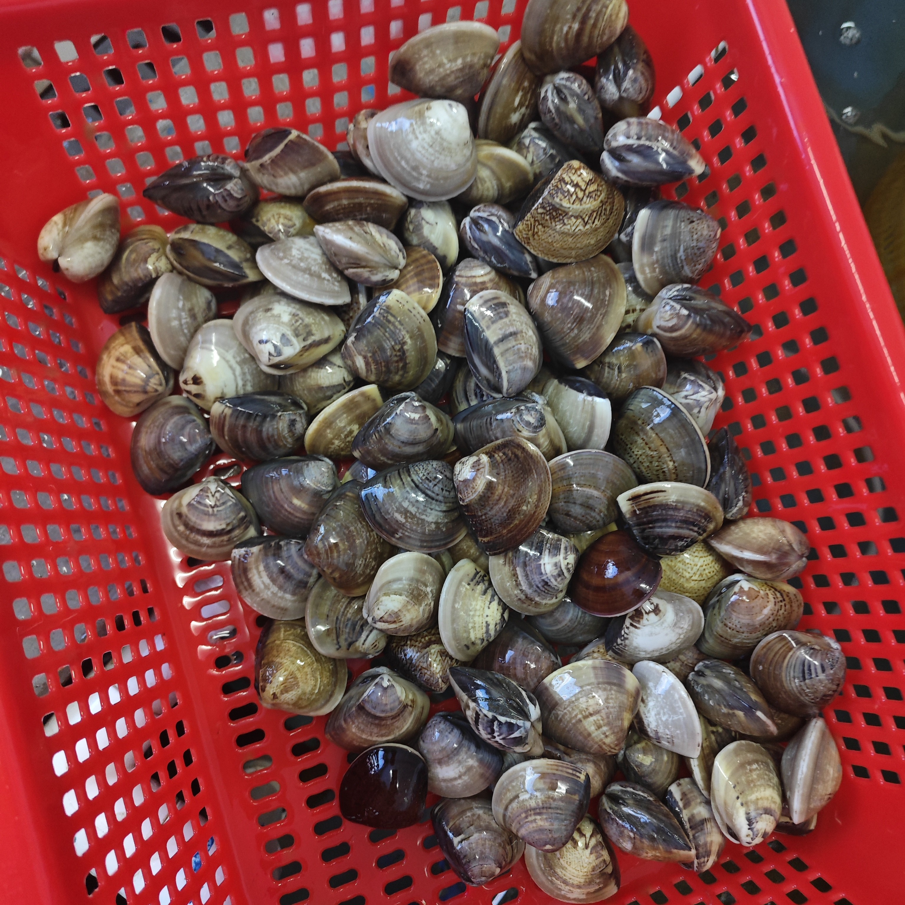 大海白规格1斤没有沙