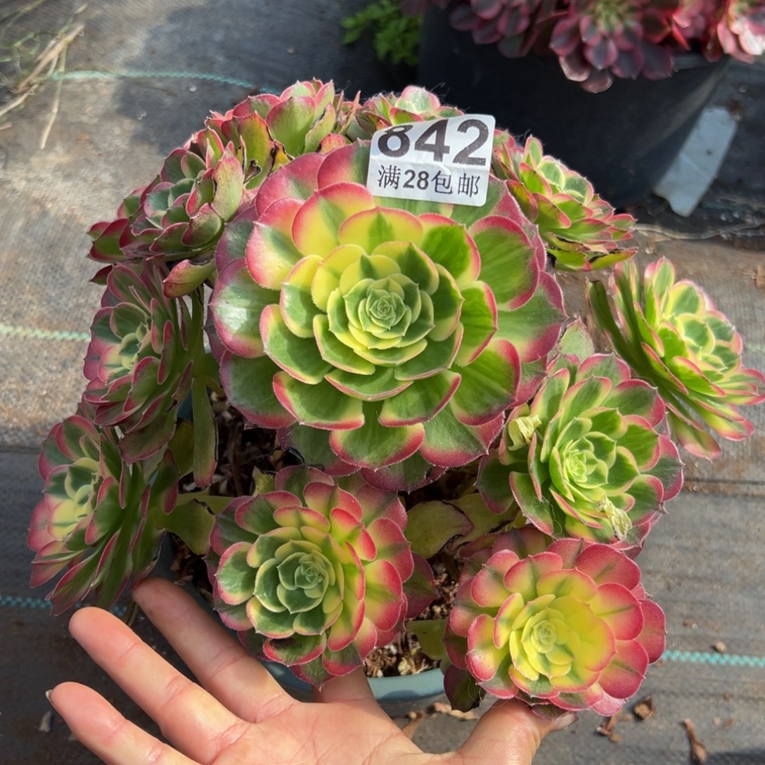 多肉植物842脱土的