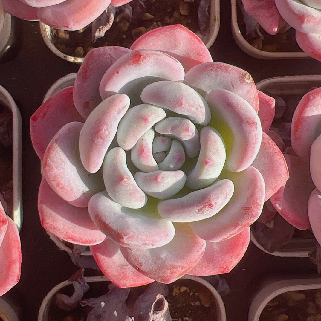 50#漫雪单头-带盆土