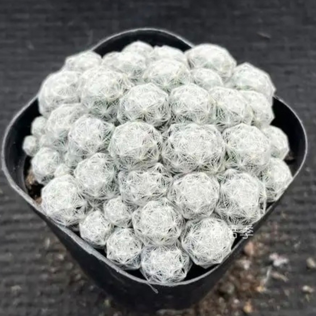 姬春星仙人球 脱土裸根发货