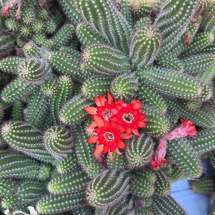 白檀仙人掌735侧芽一个