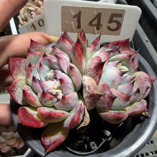 145吉娃娃一物一拍多肉