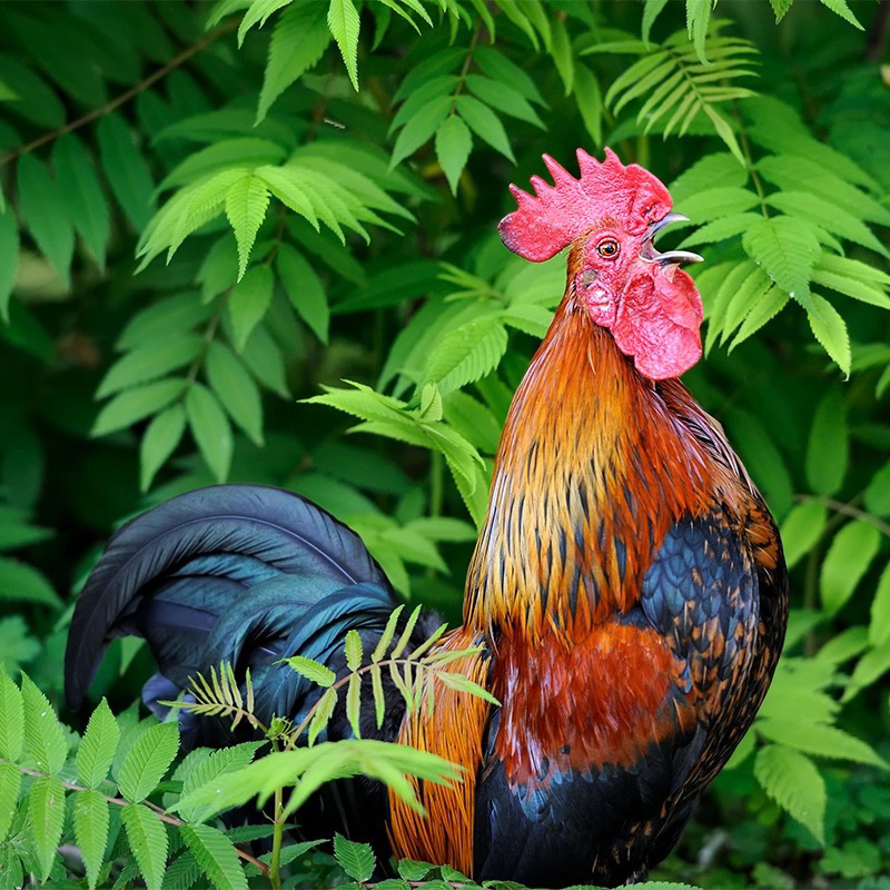 （顺丰冷链）一只大公鸡➕一斤心肝