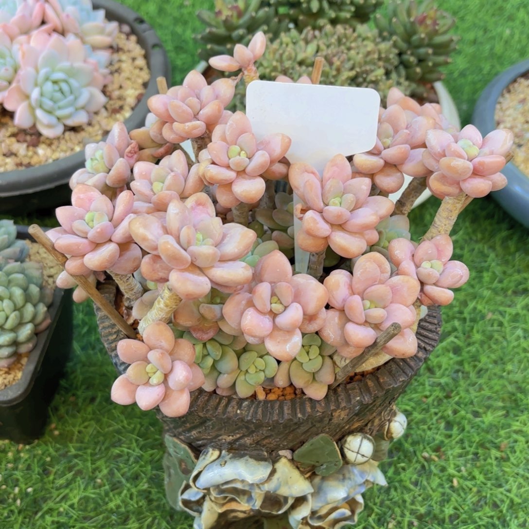 一***秋云南金致家精品多肉