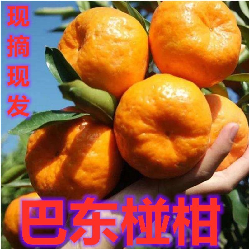 【正宗】湖北巴东椪柑雷家坪椪柑果园现摘巴东椪柑恩施纽荷尔椪柑