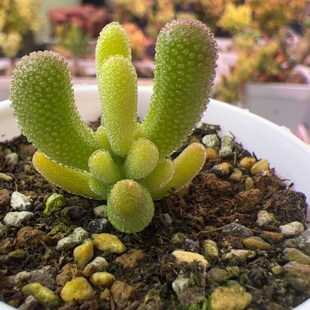 017多肉植物枝干钻石黄化锦