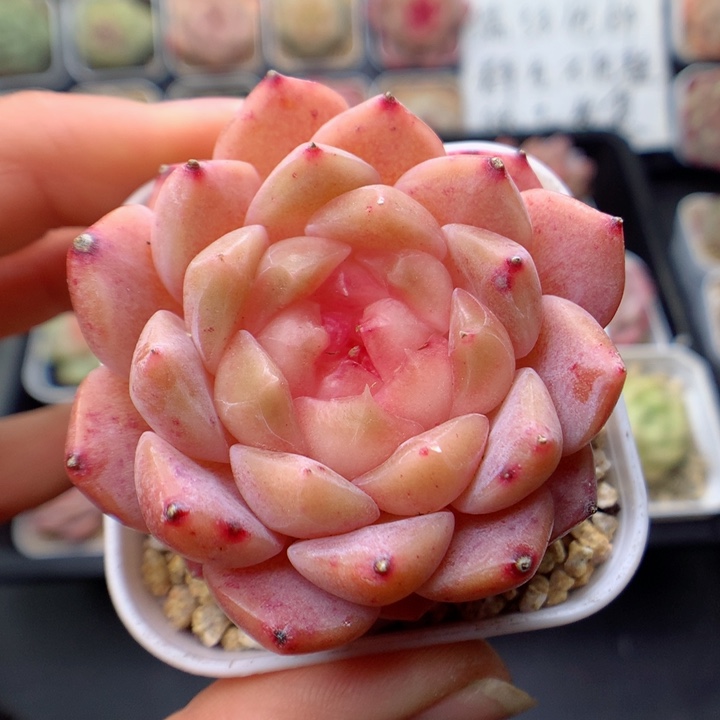 多肉植物。 糖心47