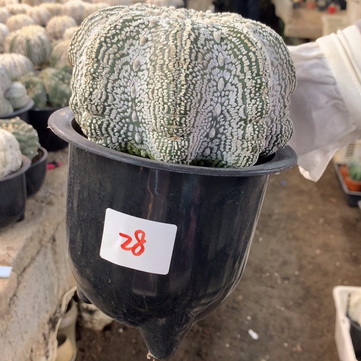 星兜28号？。。。。。。。。。。。。。