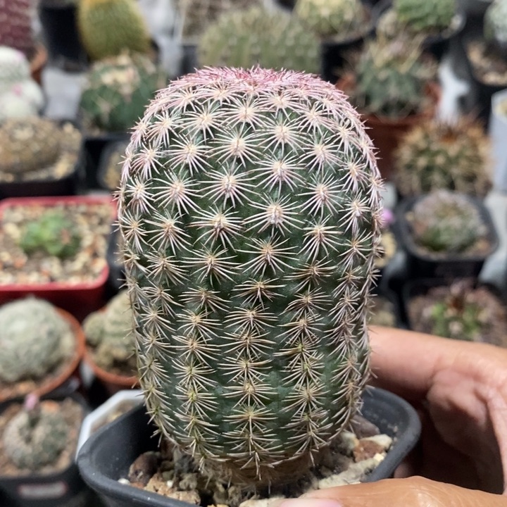 【闪购商品】三光虾