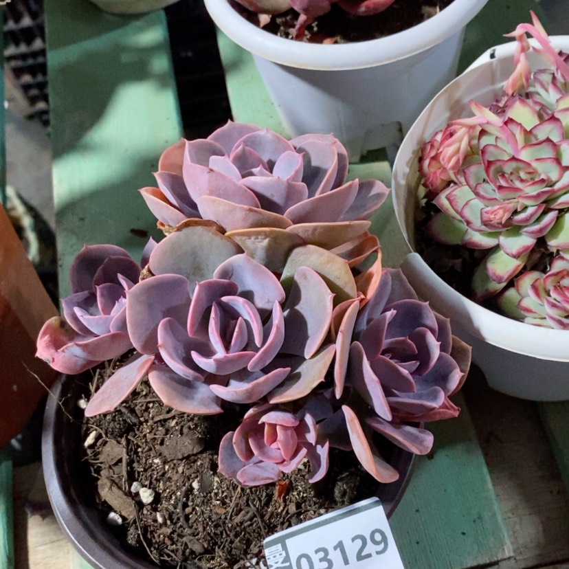 【闪购商品】尘埃玫瑰03129