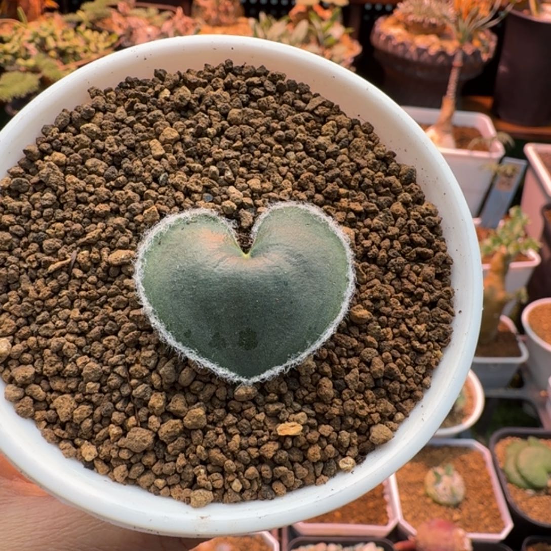 毛爱心375 仙人掌