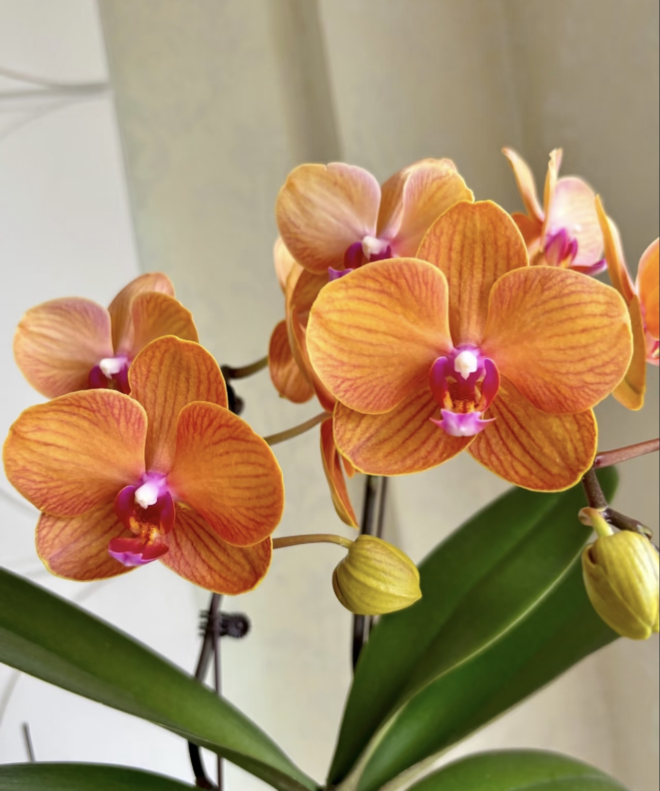 蝴蝶兰【博洛尼亚】3.5杯苗无花无剑