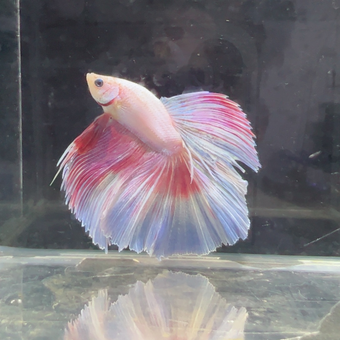 斗鱼浅色特殊尾hhhh