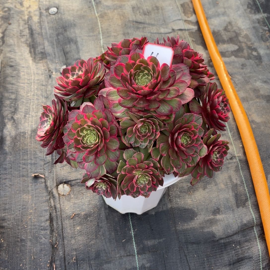 花好月又圆2025031411红粉花妖