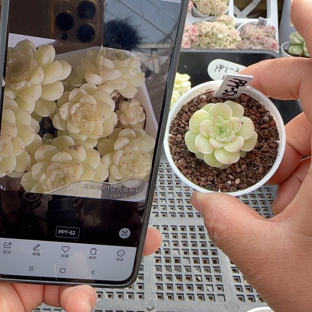 雨**曦【闪购商品】0205-44（ppt-52）