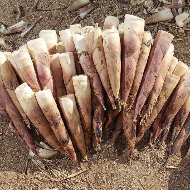 高山大笋3斤（原产地直销、鲜嫩去老根）