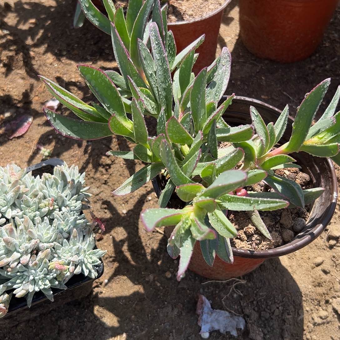 多肉植物冰花果群
