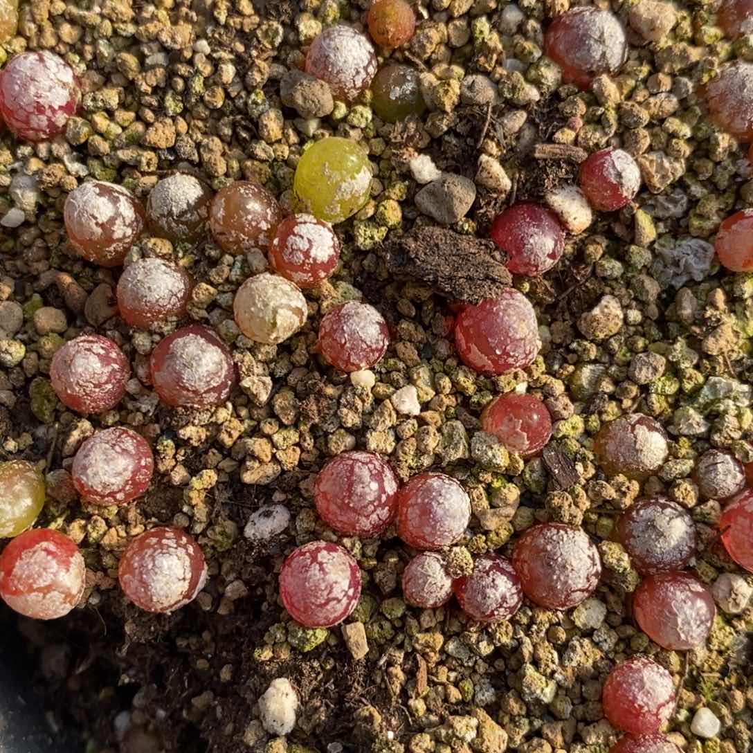 小灯泡2颗一组一组