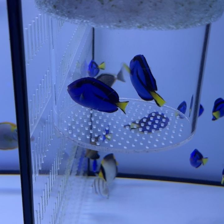 海水鱼蓝吊 5-6cm 165*2=330 包装10运费25