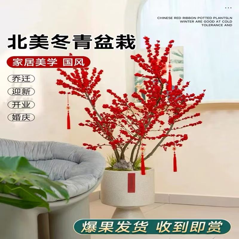 进口北美冬青盆栽发财果带红果年宵花卉室内外庭院耐寒耐热绿植
