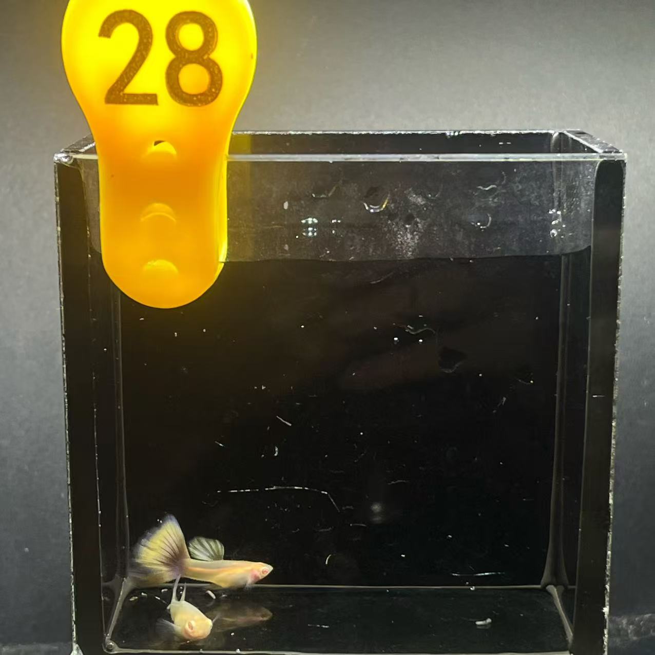 金粉一对孔雀鱼编号28