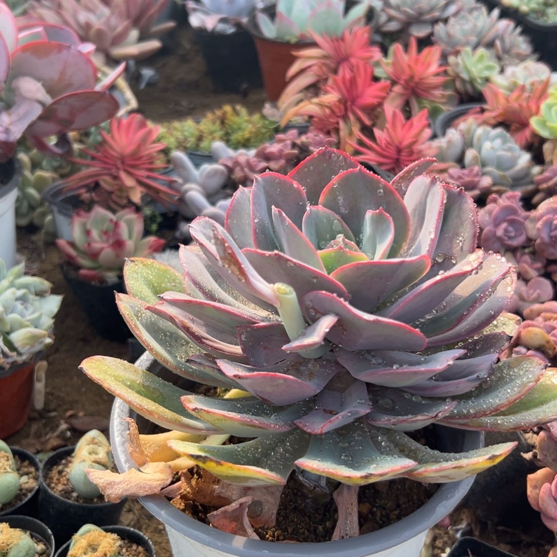 多肉植物多肉植物