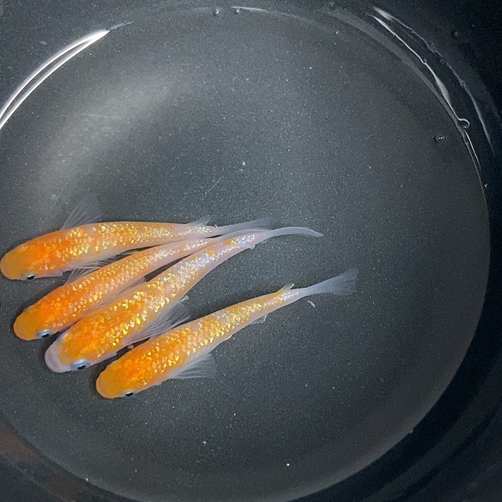 海水鱼墨子的鱼2号王华