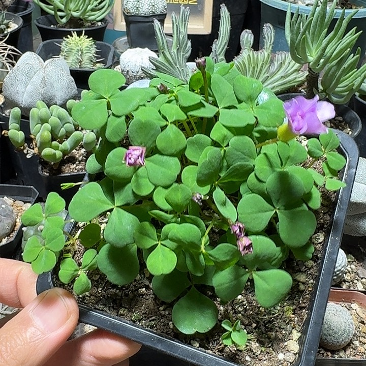 849粉花早花重瓣酢浆草带盆发货一个随机