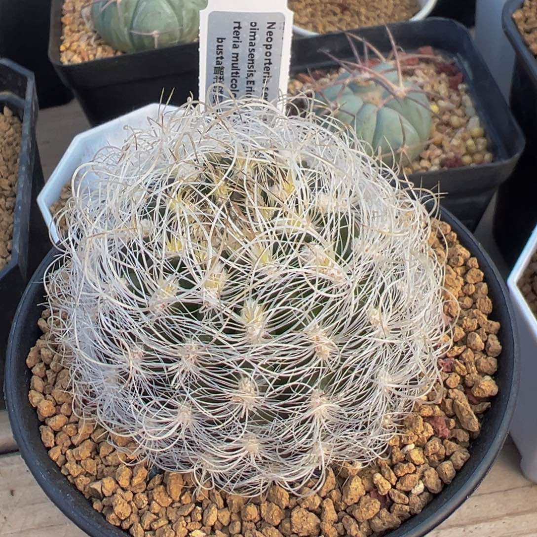 白翁玉实生多肉植物带盆土