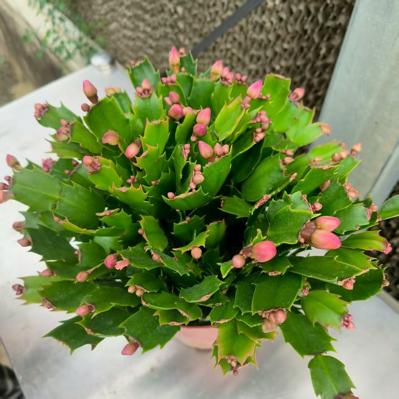 红色蟹爪兰花苗盆栽带花苞好养耐活开花适合桌面摆放