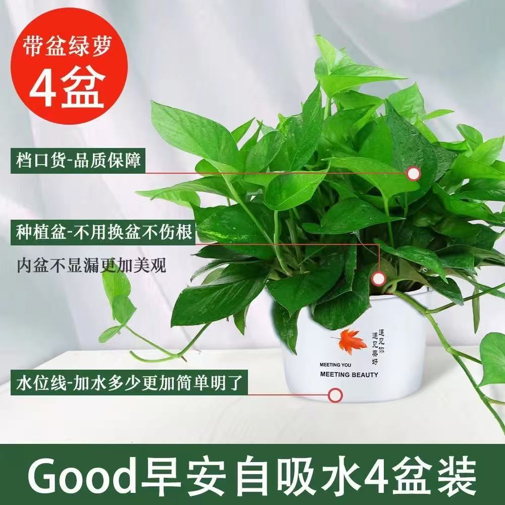 绿萝盆栽室内好养吸除甲醛净化空气水培植物绿植花卉盆栽绿箩批发