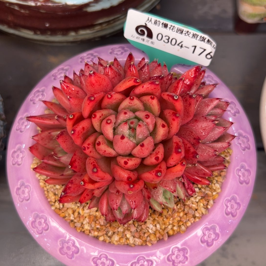 多肉一物一拍0304-176