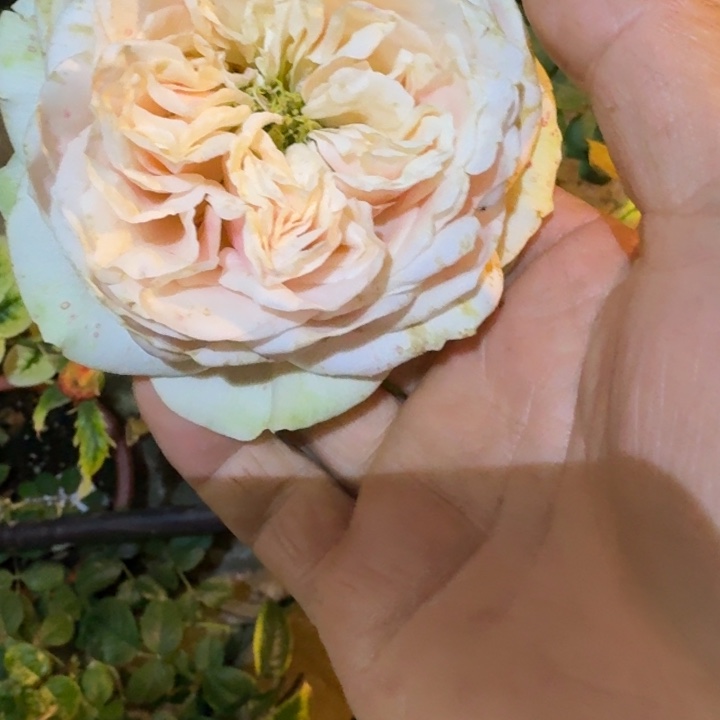 无花朵爱情喷泉一加