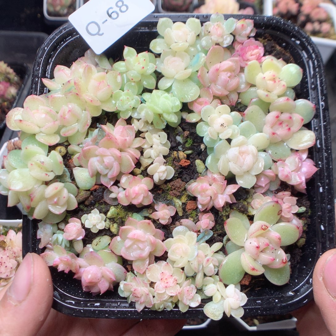 无花朵Q68。蜡像yyyyyy