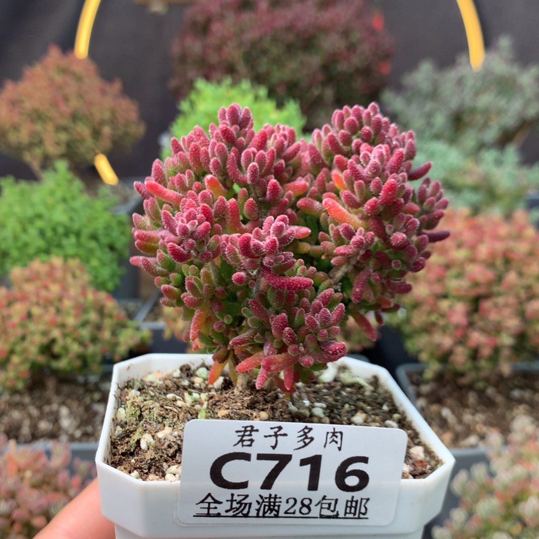 c716红麒麟枝干番杏