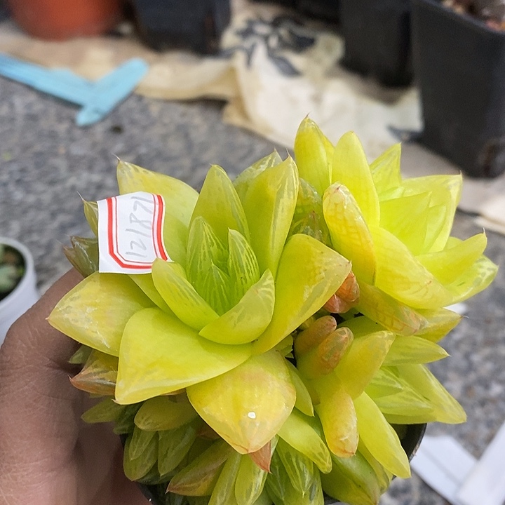 完美主义者勿拍凝脂玉121871