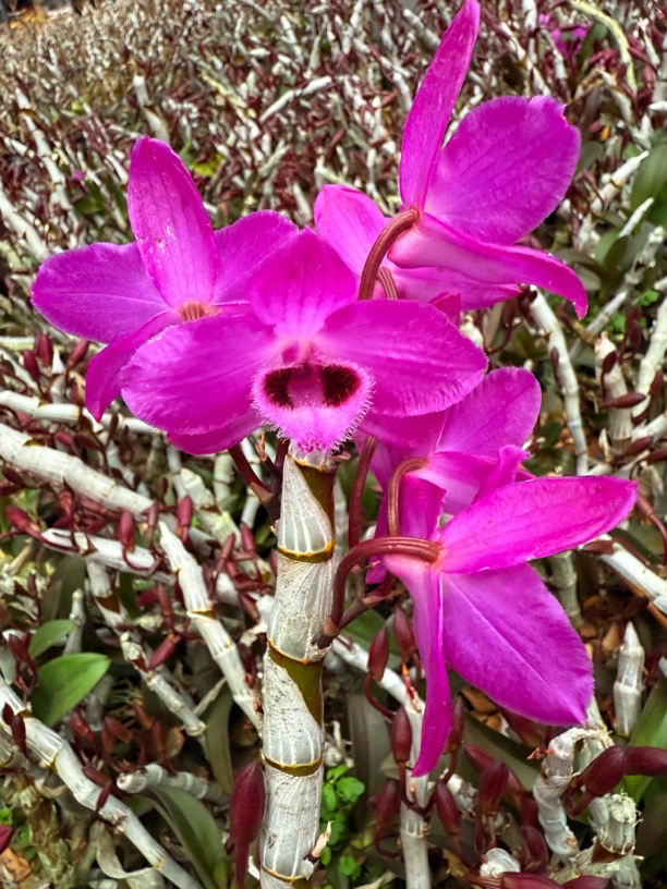 红龙石斛，花色艳丽，十里花香，全部爆花苞