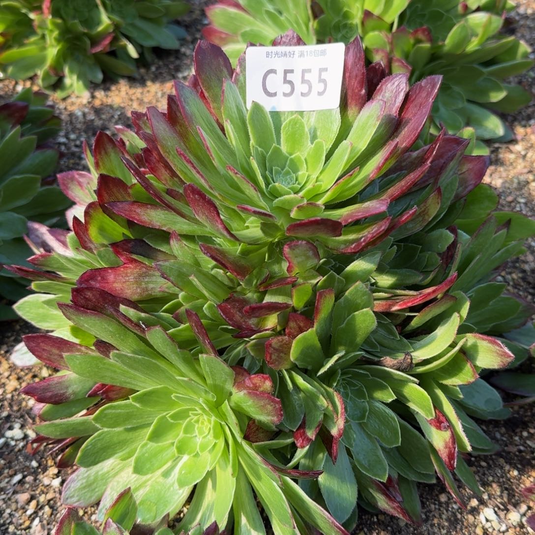 555万彩灯多肉植物