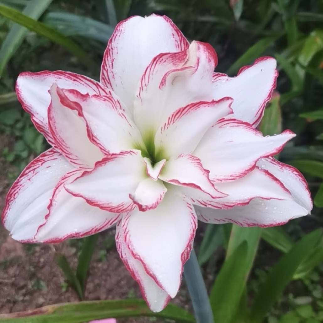 朱顶红种球【海潮之声4-5厘米左右 1粒】无根叶裸球