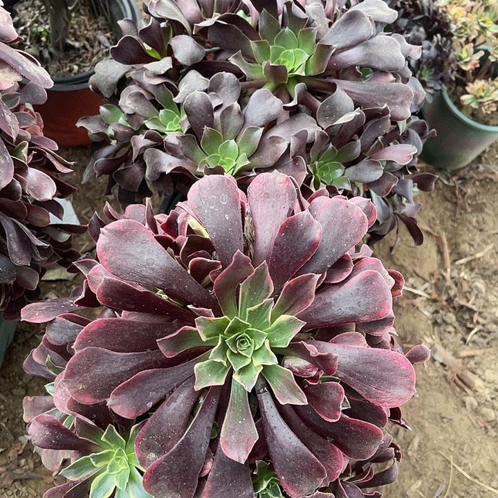 2棵玫瑰玫瑰玫瑰玫瑰