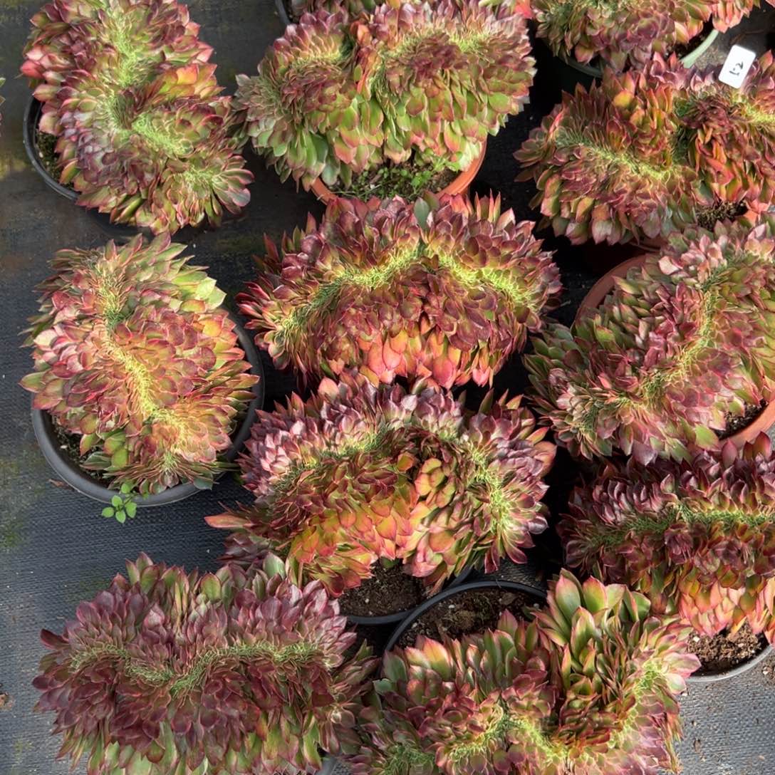 52黑魔锦缀一颗20多肉